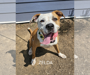 Boxer Dogs for adoption in Maryville, TN, USA