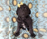 Small Photo #2 Shepadoodle Puppy For Sale in LANCASTER, PA, USA