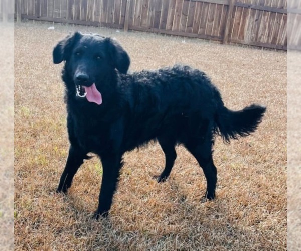 Medium Photo #2 Goldendoodle Puppy For Sale in Scottsboro, AL, USA