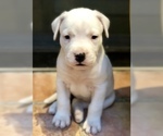 Small Photo #12 Dogo Argentino Puppy For Sale in AUSTIN, TX, USA