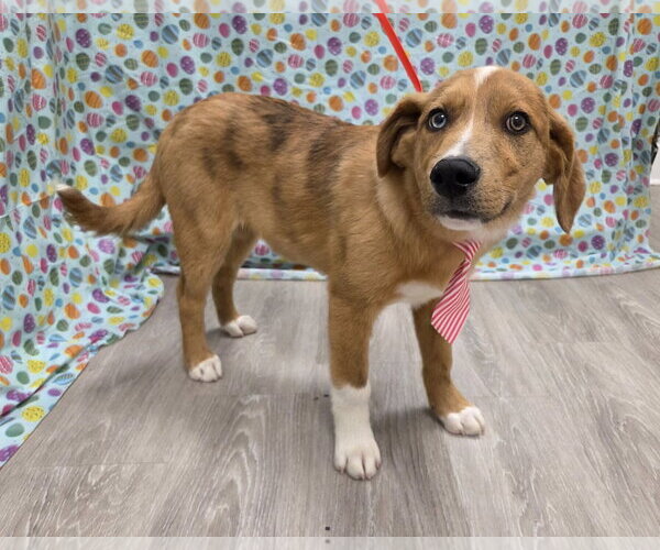 Medium Photo #6 Anatolian Shepherd-Australian Shepherd Mix Puppy For Sale in Attalka, AL, USA