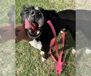 Mutt Dogs for adoption in San Antonio, TX, USA