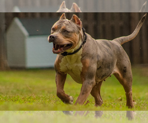 Mother of the American Bully puppies born on 11/04/2023