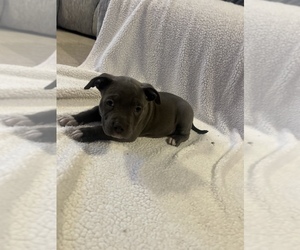 American Pit Bull Terrier Puppy for sale in BOWLING GREEN, MO, USA