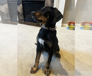 Bernedoodle-Doberman Pinscher Mix Puppy for sale in UNION, KY, USA