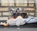 Small #2 French Bulldog