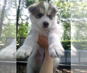 Siberian Husky Puppy for sale in FLORENCE, SC, USA