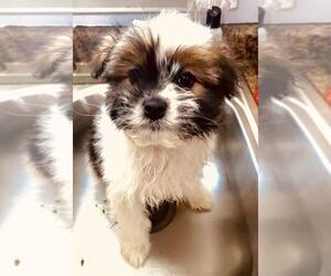 Shetinese-Shih Tzu Mix Puppy for sale in MOUNT CLEMENS, MI, USA