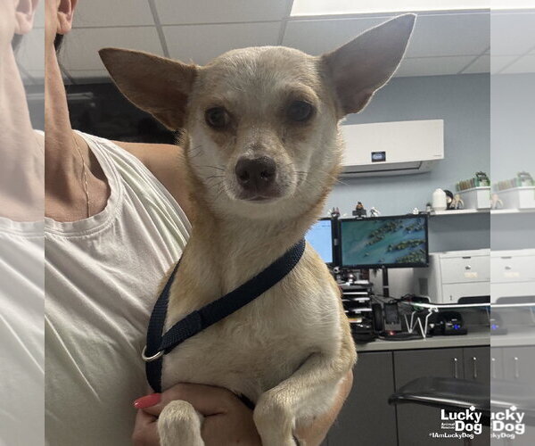 Medium Photo #2 Chihuahua-Unknown Mix Puppy For Sale in Washington, DC, USA