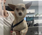 Small #1 Chihuahua Mix