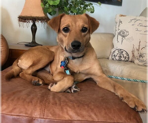 Medium Photo #1 Mutt Puppy For Sale in Minneapolis, MN, USA