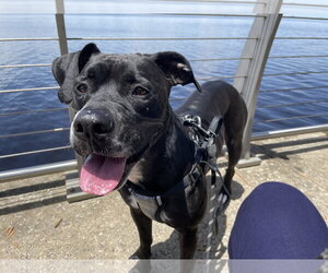 Rosie - Female Boxer-Unknown Mix Dog for Adoption - Photo #5