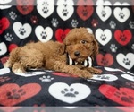 Abe - Male Cavapoo (Miniature) Puppy for Sale - Photo #7