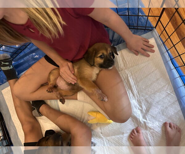 Medium Photo #4 German Shepherd Dog-Unknown Mix Puppy For Sale in Stephens City, VA, USA