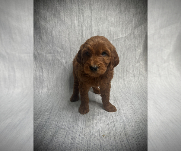Medium Photo #2 Goldendoodle Puppy For Sale in VICTORVILLE, CA, USA