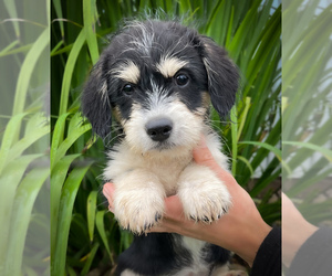 Shorgi Puppy for sale in FAIRBANK, IA, USA