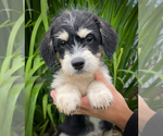 Image preview for Ad Listing. Nickname: Cookie