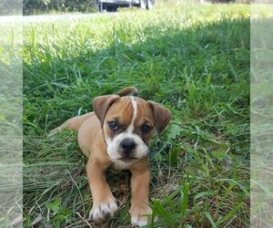 American Bully-English Bulldog Mix Puppy for sale in LINDEN, VA, USA