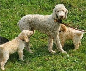 Father of the Goldendoodle puppies born on 08/04/2022
