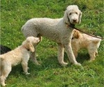 Small Photo #1 Goldendoodle Puppy For Sale in SEYMOUR, CT, USA