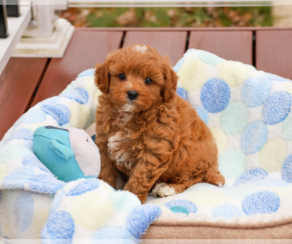 Medium Photo #10 Cavapoo (Miniature) Puppy For Sale in SYRACUSE, IN, USA