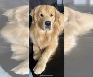 Golden Retriever Puppy for sale in ROCKLIN, CA, USA