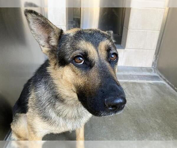Medium Photo #1 German Shepherd Dog-Unknown Mix Puppy For Sale in Orange, CA, USA