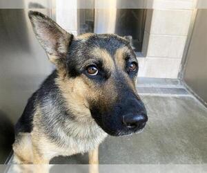 Medium German Shepherd Dog Mix