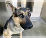 Small German Shepherd Dog Mix