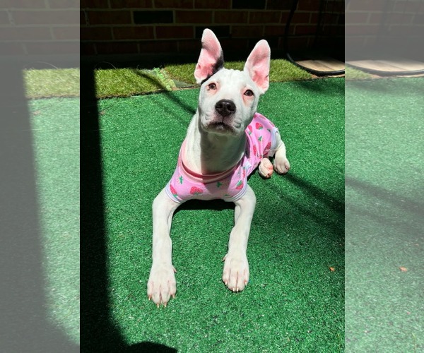 Medium Photo #2 American Pit Bull Terrier-Unknown Mix Puppy For Sale in Germantown, OH, USA