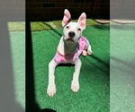 Small #1 American Pit Bull Terrier Mix