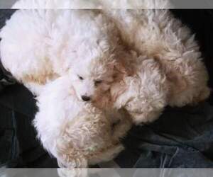 Bichon Frise Litter for sale in QUILCENE, WA, USA