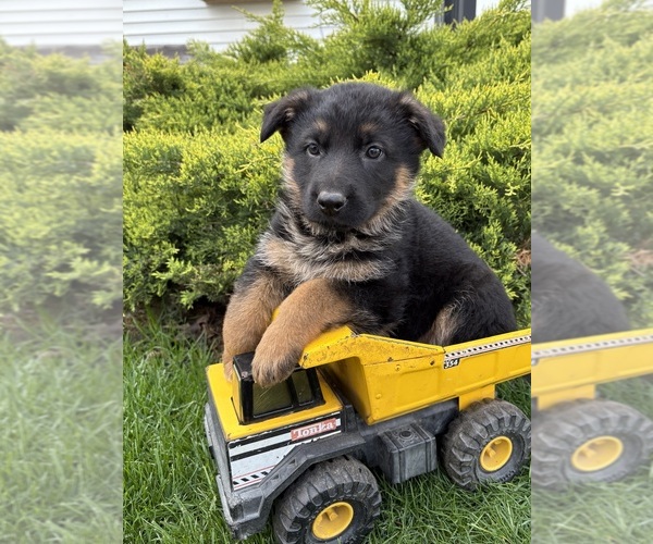Medium Photo #1 German Shepherd Dog Puppy For Sale in MIDDLEBURY, IN, USA