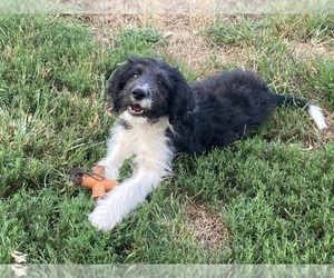 Bordoodle Puppy for sale in MIDDLETOWN, PA, USA