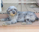 Small Photo #1 Poodle (Miniature) Puppy For Sale in SHILOH, OH, USA