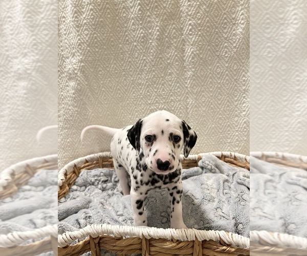 Medium Photo #2 Dalmatian Puppy For Sale in PHOENIX, AZ, USA