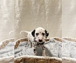 Small #1 Dalmatian