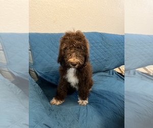 Labradoodle Puppy for sale in PALM COAST, FL, USA