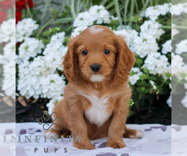 Medium Photo #4 Cavapoo (Miniature) Puppy For Sale in ELIZABETHTOWN, PA, USA