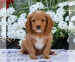 Small #3 Cavapoo (Miniature)