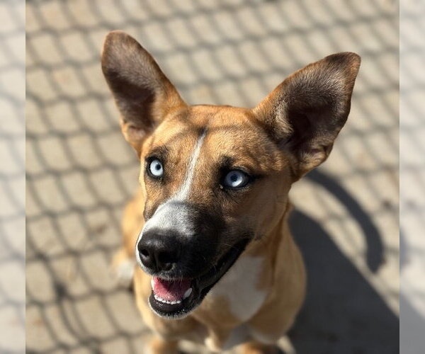Medium Photo #2 Basenji-Unknown Mix Puppy For Sale in Tulsa, OK, USA