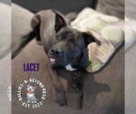 Small #11 Mutt