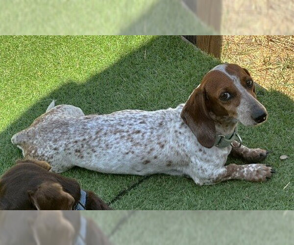 Medium Photo #6 Dachshund Puppy For Sale in Boonton, NJ, USA