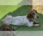 Small #5 Dachshund