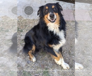 Father of the Australian Shepherd puppies born on 02/09/2025