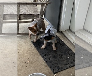 Australian Cattle Dog Litter for sale in WARSAW, MO, USA