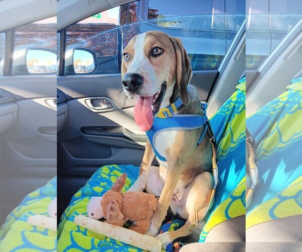 Medium Photo #6 Mutt Puppy For Sale in Morganville, NJ, USA