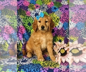 Goldendoodle (Miniature) Puppy for sale in CHRISTIANA, PA, USA