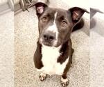 Small #1 Labrador Retriever Mix