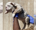 Small Photo #5 English Bulldog Puppy For Sale in ANCHORAGE, AK, USA
